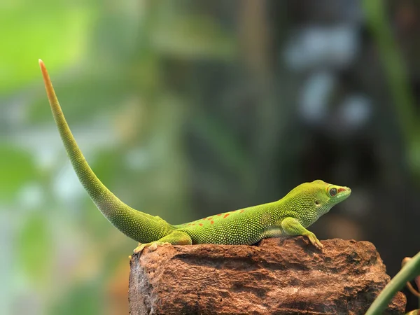 Гекко (Plesuma madagascariensis grandis) ) — стоковое фото