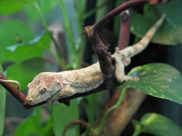 Musgo Gecko de Nueva Caledonia (Rhacodactylus Chahoua) —  Fotos de Stock