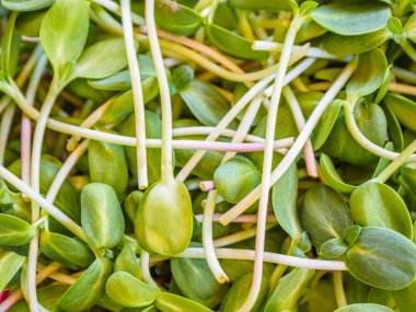 Yenilebilir mikroyeşillikler