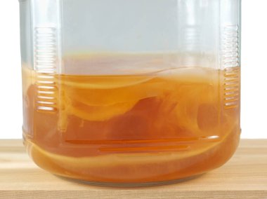 Fermente çay Kombucha anne