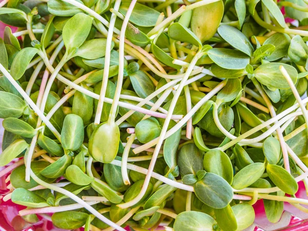 Yenilebilir mikroyeşillikler