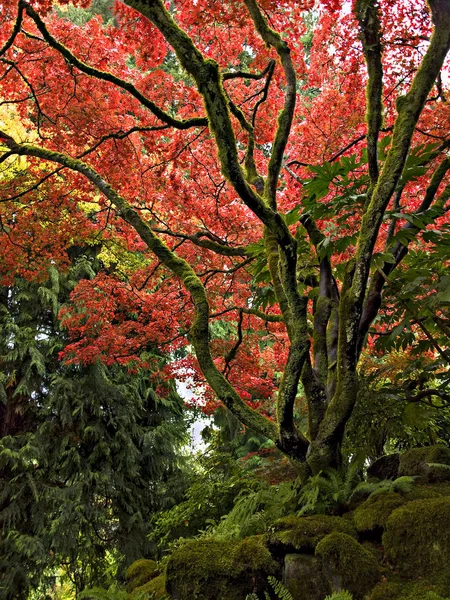 Cores de outono — Fotografia de Stock