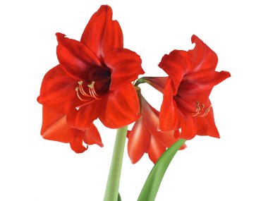 Beyaz üzerinde Blooming Amaryllis, yakın çekim