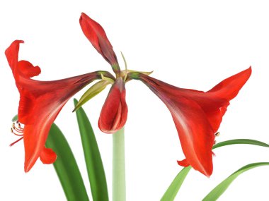 Beyaz üzerinde Amaryllis