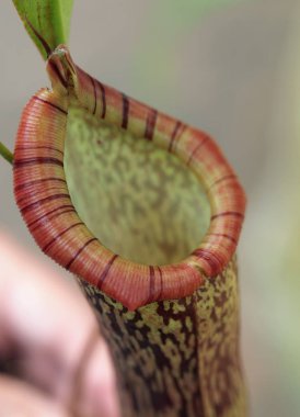 Nepenthe tropikal etobur sürahi bitki