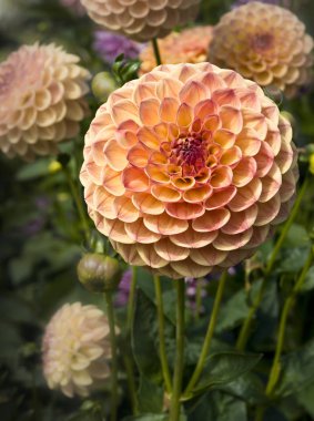 ponpon yıldız çiçeği