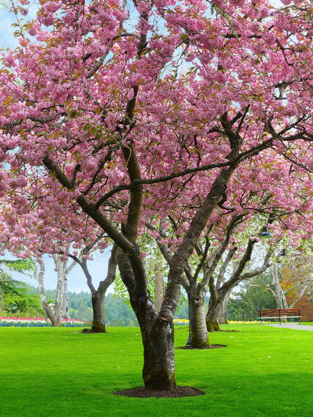 Cherry bloom