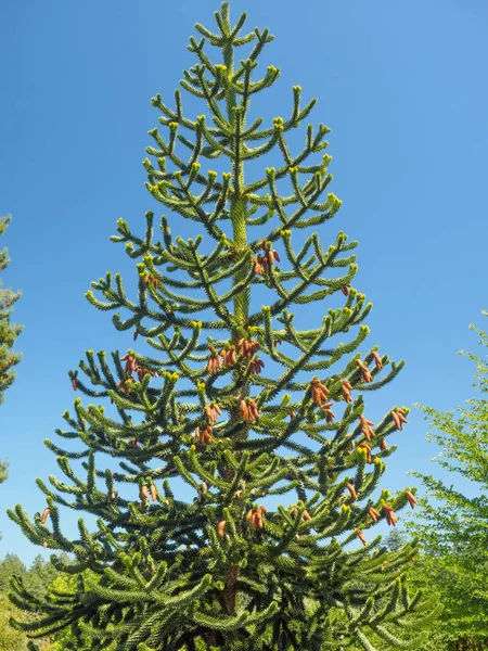 Árvore do enigma de mnkey (Araucana do Araucaria) — Fotografia de Stock