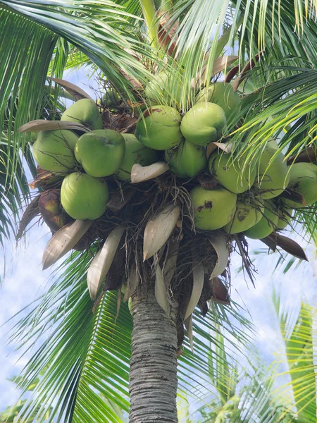 코코넛 팜 트리 (코코스 코코넛) — 스톡 사진