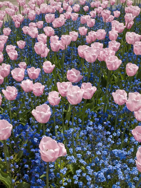Triunfo tulipanes — Foto de Stock