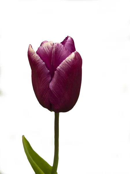 Tulipán Greuze — Foto de Stock