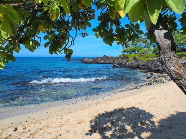 Hawaii plajında Heliotrope ağaçları (Tournefortia argentea) — Stok fotoğraf