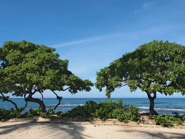 Heliotropos (Tournefortia argentea) en la playa hawaiana — Foto de Stock