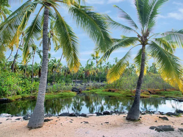 Estanque tropical —  Fotos de Stock