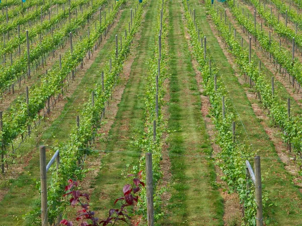 Winery grapevines — Stock Photo, Image