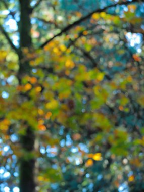 Sonbahar temalı arka plan