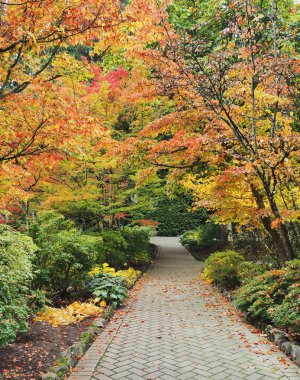 Park sonbahar renkleri ile döşeli patika