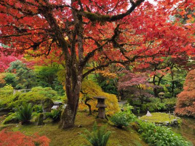 renkli sonbahar park