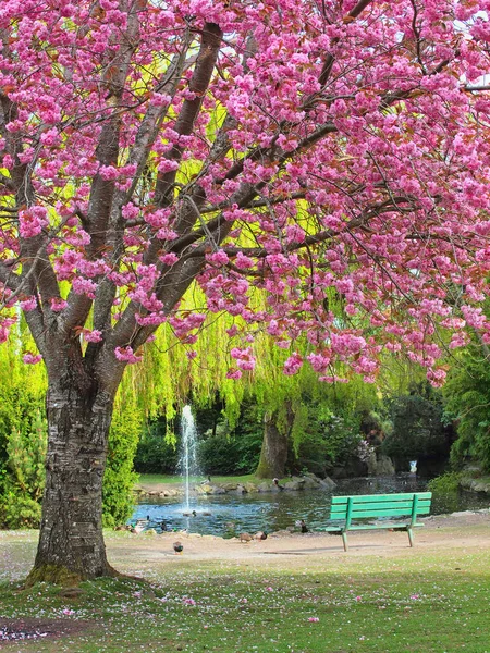 Bench under the cherry bloom — Stock Photo, Image