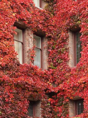 Kale İngilizce Ivy ile korunuyor