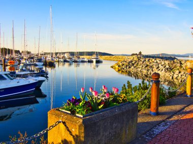 Sidney, Vancouver Adası, British Columbia sahil yürüyüş Lale süslemeleri