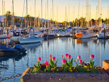 Sidney, Vancouver Adası, British Columbia sahil yürüyüş Lale süslemeleri