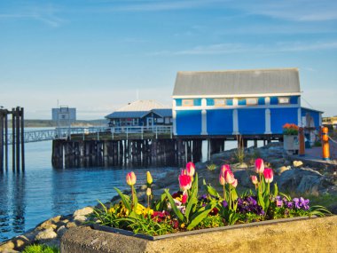 Sidney, Vancouver Adası, British Columbia sahil yürüyüş Lale süslemeleri