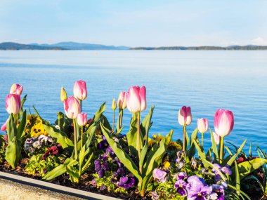 Sidney, Vancouver Adası, British Columbia sahil yürüyüş Lale süslemeleri