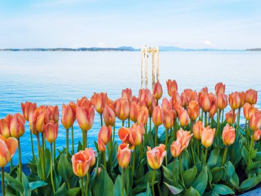 Sidney, Vancouver Adası, British Columbia sahil yürüyüş Lale süslemeleri