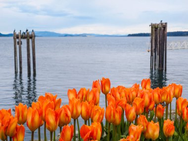 Sidney, Vancouver Adası, British Columbia sahil yürüyüş Lale süslemeleri