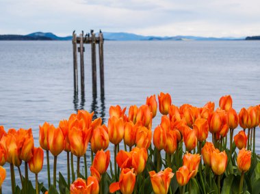 Sidney, Vancouver Adası, British Columbia sahil yürüyüş Lale süslemeleri