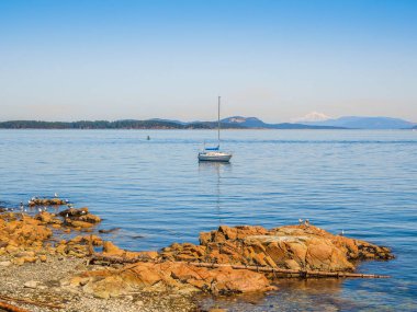 Martılar, kayalık sahil, Sidney Bc, Kanada