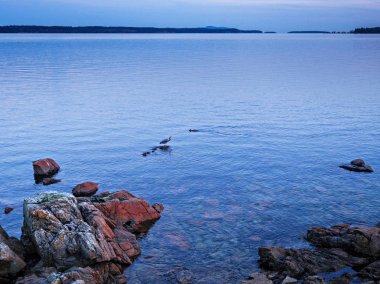 Sidney, Vancouver Adası, İngiliz Co sahilinde gün batımı görünümü
