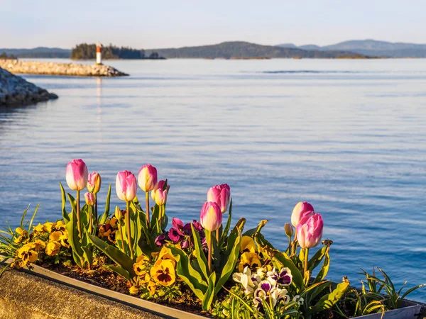 Tulipas decorar o passeio à beira-mar em Sidney, Vancouver Island, British Columbia — Fotografia de Stock