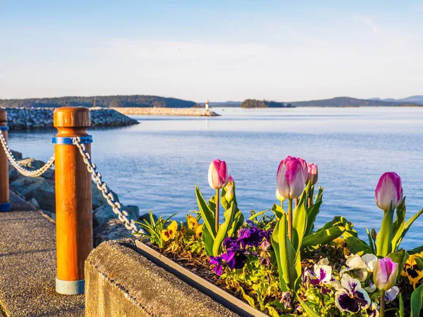 Tulipány zdobí pobřežní procházka v Sidney, ostrov Vancouver, Britská Kolumbie — Stock fotografie