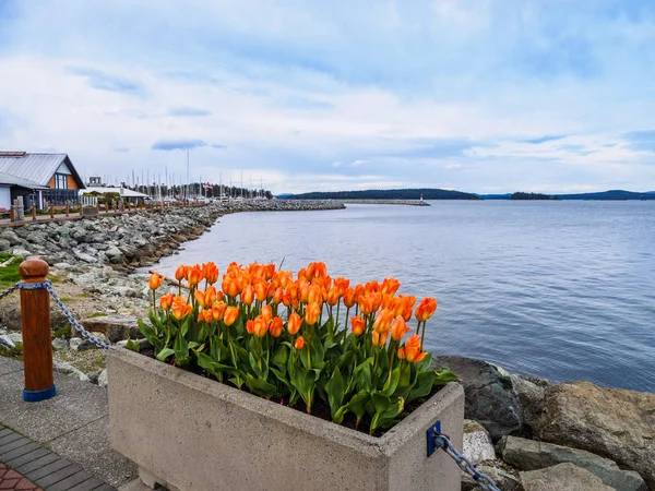 Tulpaner dekorera seaside vandringen i Sidney, Vancouver Island, British Columbia — Stockfoto