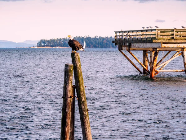 Águila calva en pilas en la orilla. Sidney, BC, Isla de Vancouver , — Foto de Stock