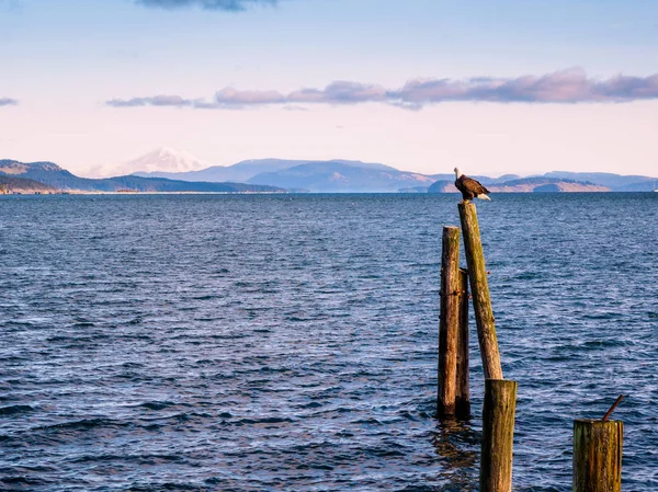 Bald Eagle cölöpök partján. Sidney, Bc, Vancouver-sziget, — Stock Fotó