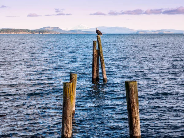 Águila calva en pilas en la orilla. Sidney, BC, Isla de Vancouver , — Foto de Stock