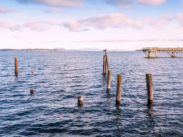 Águila calva en pilas en la orilla. Sidney, BC, Isla de Vancouver , — Foto de Stock