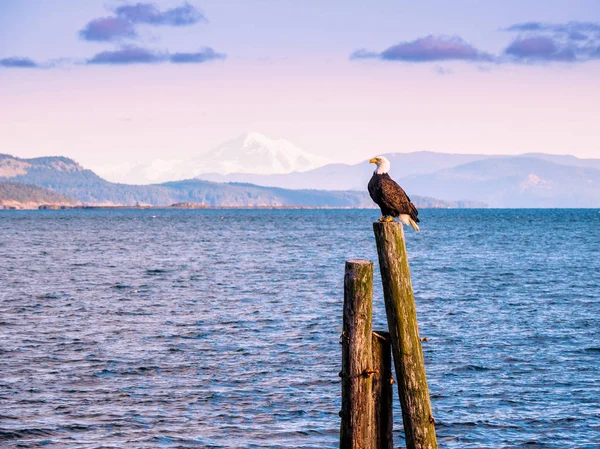 Águila calva en pilas en la orilla. Sidney, BC, Isla de Vancouver , — Foto de Stock