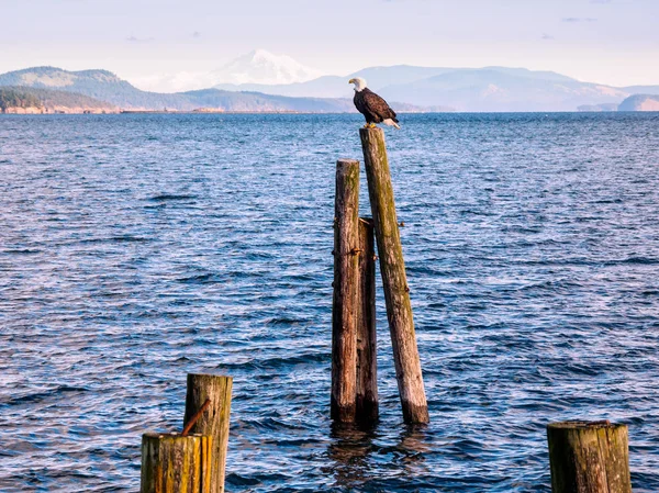 Águila calva en pilas en la orilla. Sidney, BC, Isla de Vancouver , — Foto de Stock