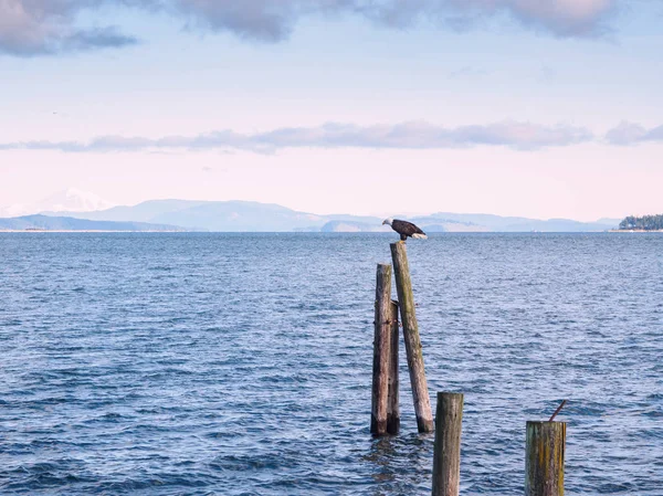 Bald Eagle on piles at the shore. Sidney, BC, Vancouver Island, — Stock Photo, Image