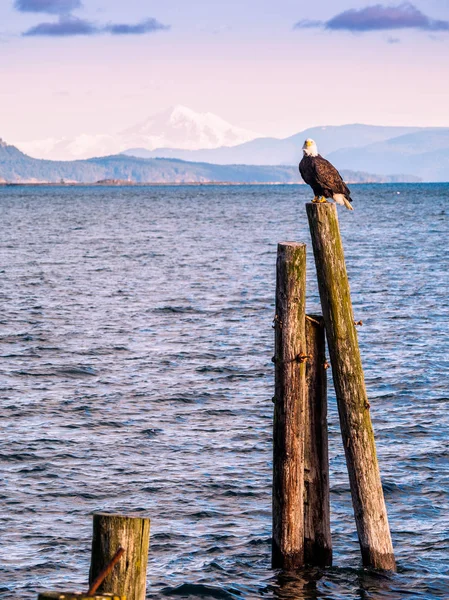 Bald Eagle cölöpök partján. Sidney, Bc, Vancouver-sziget, — Stock Fotó