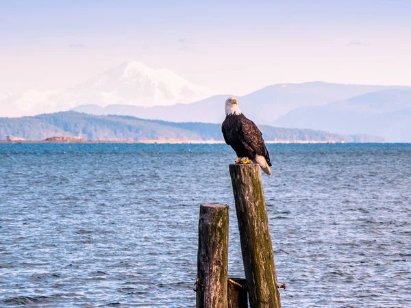 Bald Eagle på pålar vid stranden. Sidney, Bc, Vancouver Island, — Stockfoto