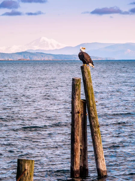 Bald Eagle cölöpök partján. Sidney, Bc, Vancouver-sziget, — Stock Fotó