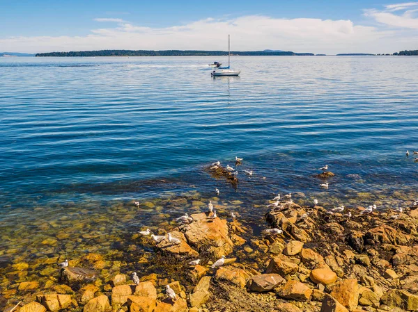 Gaviotas en la costa rocosa de Sidney BC, Canadá — Foto de Stock