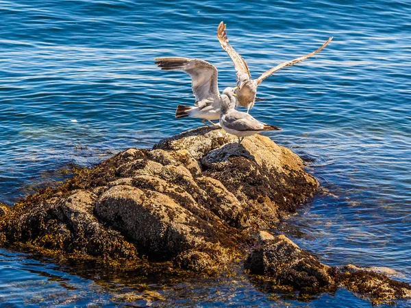 Чайки на скалистом берегу Сидни-Би-Си, Канада — стоковое фото