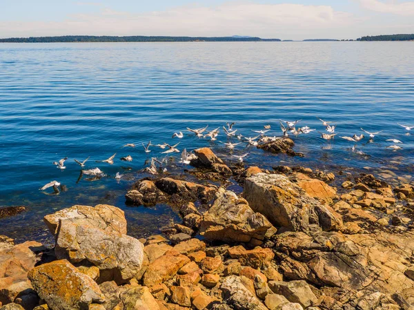 갈매기에는 바위 해안의 시드니 bc 주, 캐나다 — 스톡 사진