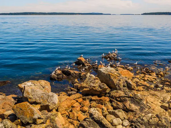 Mouettes sur le rivage rocheux de Sidney BC, Canada — Photo
